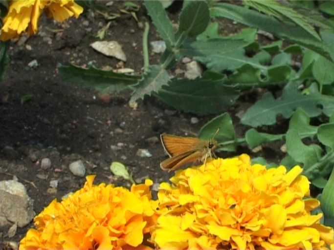 Schwarzkolbiger Braundickkopffalter ( Thymelicus lineola ) : Moers, in unserem Garten, 04.07.2005